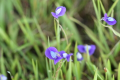 Utricularia uliginosa